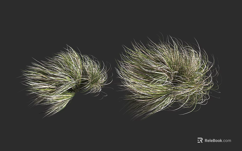 Two Clumps of Grass With White and Green Slender Leaves on Dark Background 3d model 