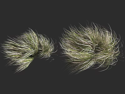 Two Clumps of Grass With White and Green Slender Leaves on Dark Background 3d model