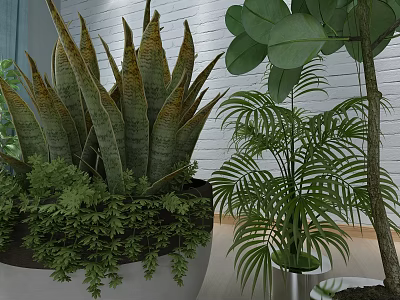 Indoor Green Plants Collection Featuring Aloe Palm And Potted Foliage Plants 3d model