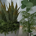 Indoor Green Plants Collection Featuring Aloe Palm And Potted Foliage Plants
