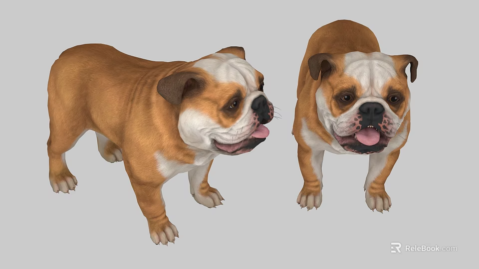 Two Brown And White English Bulldogs Standing With Tongues Out Looking Playful And Adorable 3d model 