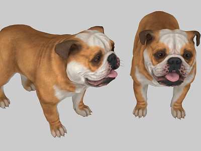 Two Brown And White English Bulldogs Standing With Tongues Out Looking Playful And Adorable 3d model