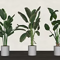 Large Leaf Potted Plants In White Pots On Wooden Floor Against Light Wall