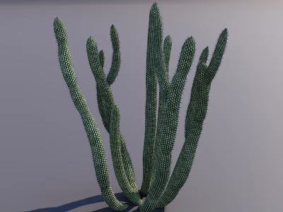 Greenery Shrub Cactus Pipe Organ Cactus Outdoor Plants Greening Plants 3d model