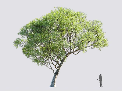 Tall Tree with Lush Green Foliage and a Person Silhouette Standing Nearby 3d model