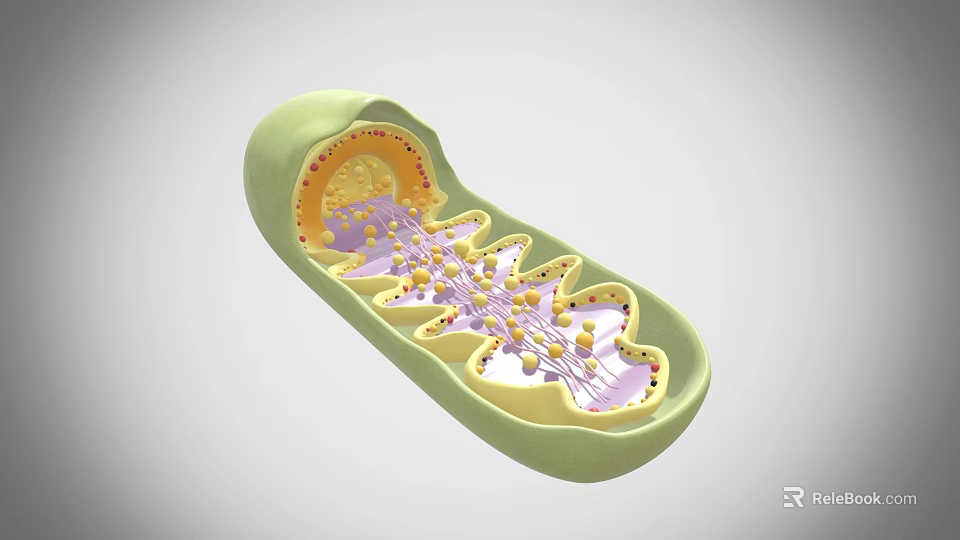 Detailed Mitochondria 3D Structure Showing Internal Cristae And Matrix Granules 3d model 