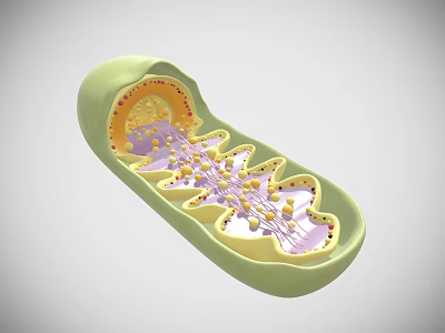 Detailed Mitochondria 3D Structure Showing Internal Cristae And Matrix Granules 3d model