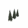 Three Tall Coniferous Trees With Lush Green Needles And Human Silhouette For Scale