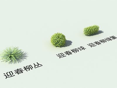 Modern Shrub Landscape Plants Yingchun Willow Ball Yingchun Willow Hedgerow Yingchun Willow Cluster model