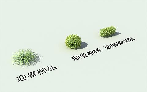 Modern Shrub Landscape Plants Yingchun Willow Ball Yingchun Willow Hedgerow Yingchun Willow Cluster 3d model