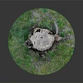 Green Plants Grass And Moss Surrounding Tree Stump In Round Display Natural Setting