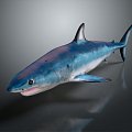 Modern shark great white shark whale shark hammerhead shark 3d model