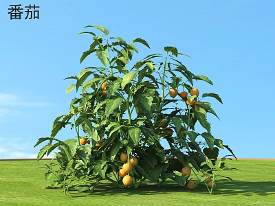 Vibrant Tomato Plant With Green Leaves And Ripe Tomatoes Growing Outdoor 3d model