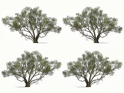 Arbor Trees with Lush Green Leaves and Branchy Trunks in Natural Growth Form 3d model