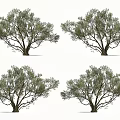 Arbor Trees with Lush Green Leaves and Branchy Trunks in Natural Growth Form