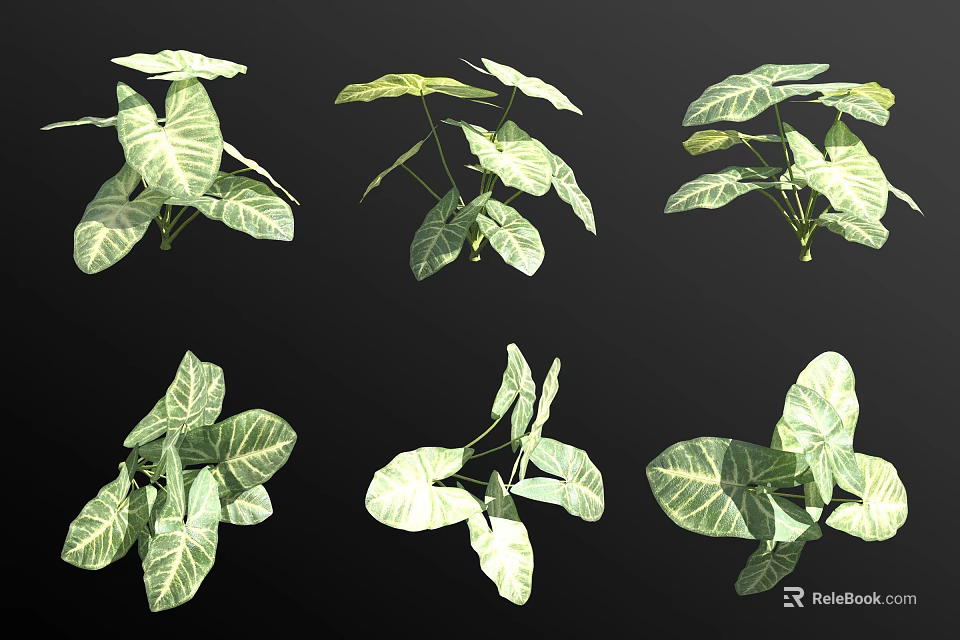 Variegated Indoor Plants With Green And White Leaf Patterns For Home Decoration 3d model 