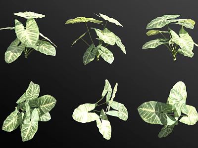 Variegated Indoor Plants With Green And White Leaf Patterns For Home Decoration 3d model