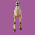 The Modern Camel 3d model