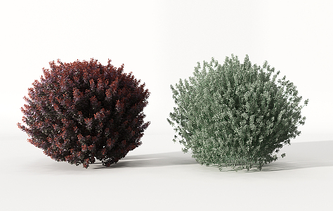 Shrubs 3d model