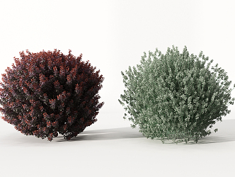 Shrubs 3d model