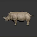 Light Brown Rhino Standing on Dark Reflective Surface with Smooth Skin 3d model