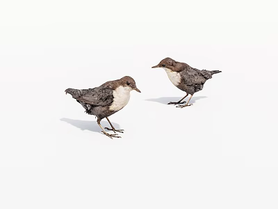 Two Brown And White Birds Standing On White Background Facing Each Other 3d model