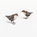 Two Brown And White Birds Standing On White Background Facing Each Other
