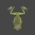 Green Flying Frog With Large Eyes Slim Body And Webbed Feet In Natural Habitat