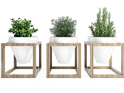 Potted Plants on Wooden Square Stands with White Conical Pots and Various Green Foliage 3d model