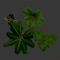 Various Green Potted Plants in Brown Pots Against Dark Background