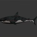 Realistic 3D Shark Model With Detailed Fins And Dark Background Texture