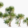 Trees With Green Leaves Trunk And Exposed Roots In Natural Arrangement