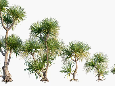 Trees With Green Leaves Trunk And Exposed Roots In Natural Arrangement 3d model