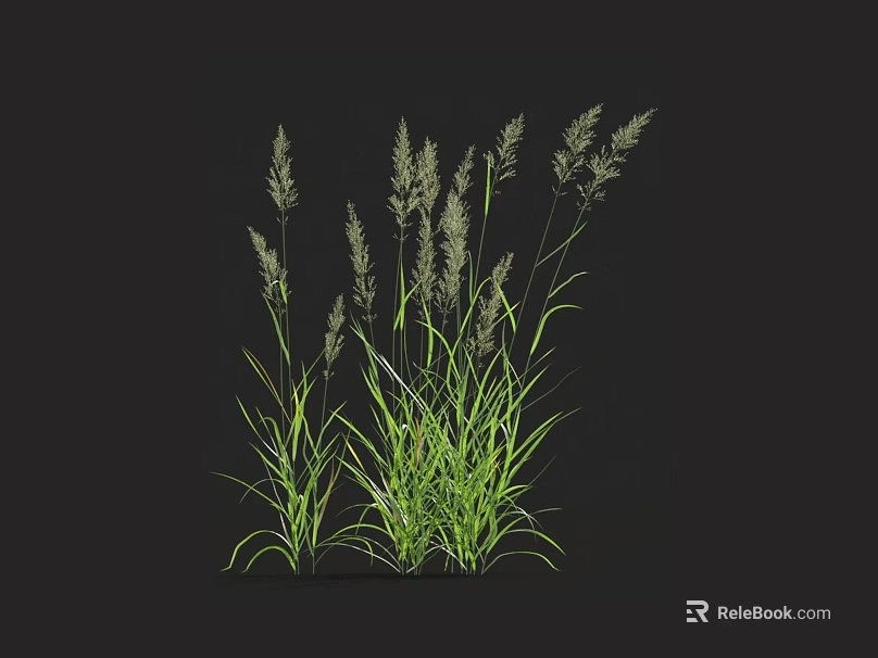 Grasses With Slender Green Leaves And Spike Like Inflorescences On Black Background 3d model 