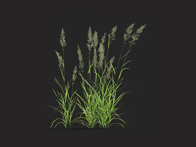 Grasses With Slender Green Leaves And Spike Like Inflorescences On Black Background 3d model