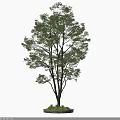 Tall Lush Green Arbor Featuring Branched Trunk And Small Plants At Base