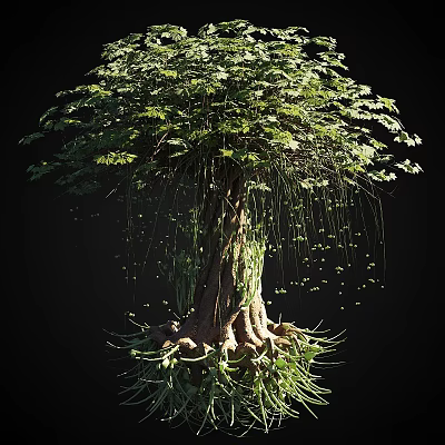 Lush Tall Arbor With Thick Trunk Developed Roots Hanging Aerial Roots And Dense Green Foliage 3d model