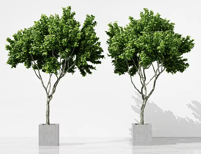Modern potted plants potted trees trees 3d model