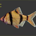 Vibrant Tropical Fish With Yellow Black Orange Stripes Bright Fins And Tail