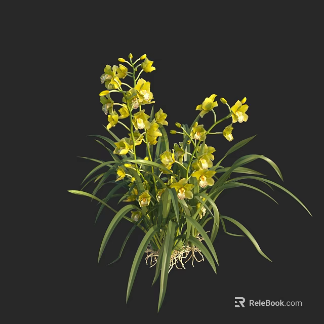 Beautiful Yellow Orchids With Long Green Leaves And Visible Roots On Black Background 3d model 