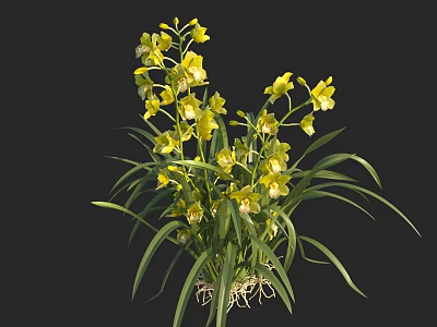 Beautiful Yellow Orchids With Long Green Leaves And Visible Roots On Black Background 3d model