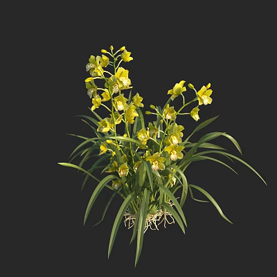 Beautiful Yellow Orchids With Long Green Leaves And Visible Roots On Black Background 3d model