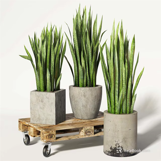 Potted Sansevieria Green Plants In Concrete Pots On Wooden Pallet Cart 3d model 