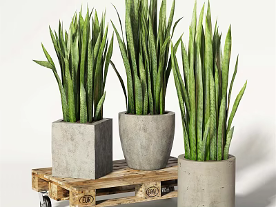Potted Sansevieria Green Plants In Concrete Pots On Wooden Pallet Cart 3d model