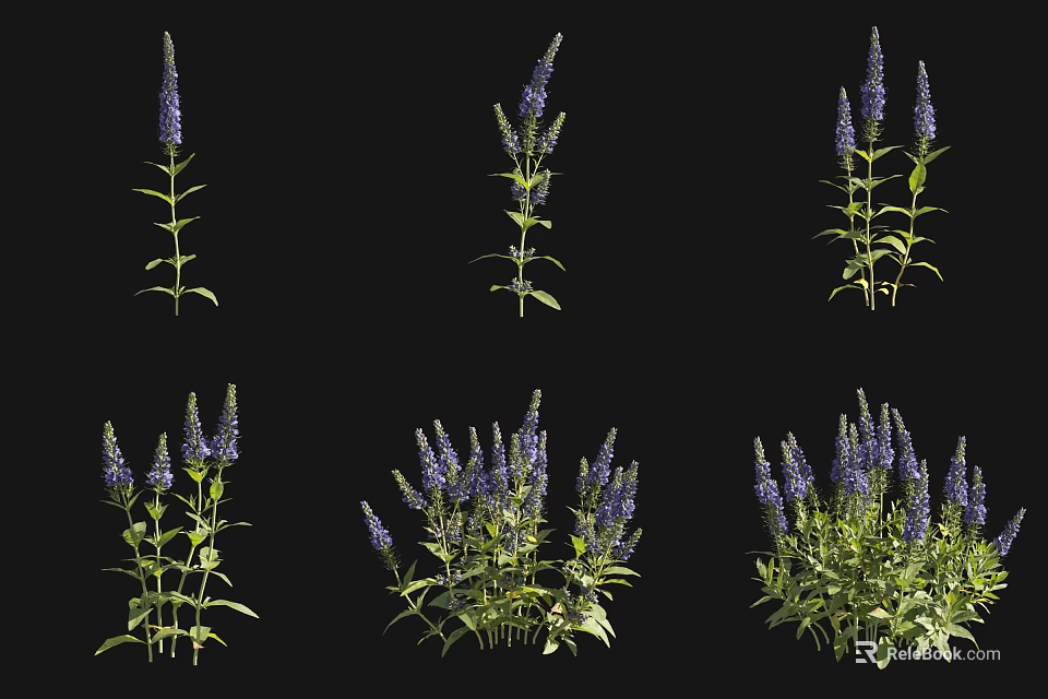 Vibrant Purple Garden Flowers With Green Stems Leaves Single and Clustered Growth 3d model 