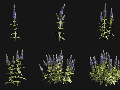 Vibrant Purple Garden Flowers With Green Stems Leaves Single and Clustered Growth 3d model