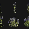 Vibrant Purple Garden Flowers With Green Stems Leaves Single and Clustered Growth