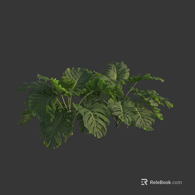 Lush Green Tropical Plant With Large Monstera Leaves And Vibrant Foliage 3d model 