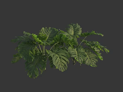Lush Green Tropical Plant With Large Monstera Leaves And Vibrant Foliage 3d model