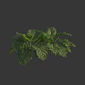 Lush Green Tropical Plant With Large Monstera Leaves And Vibrant Foliage
